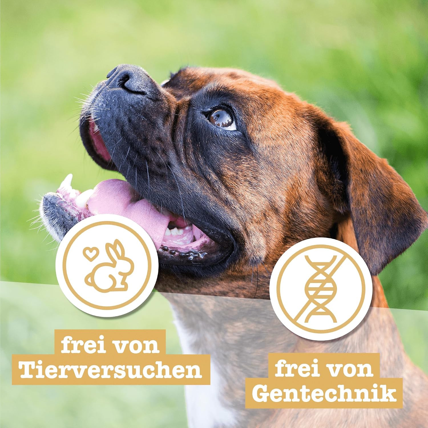 Chewies Goodies Hundeleckerli Geflügel Training MINI - 125 g – Bild 7