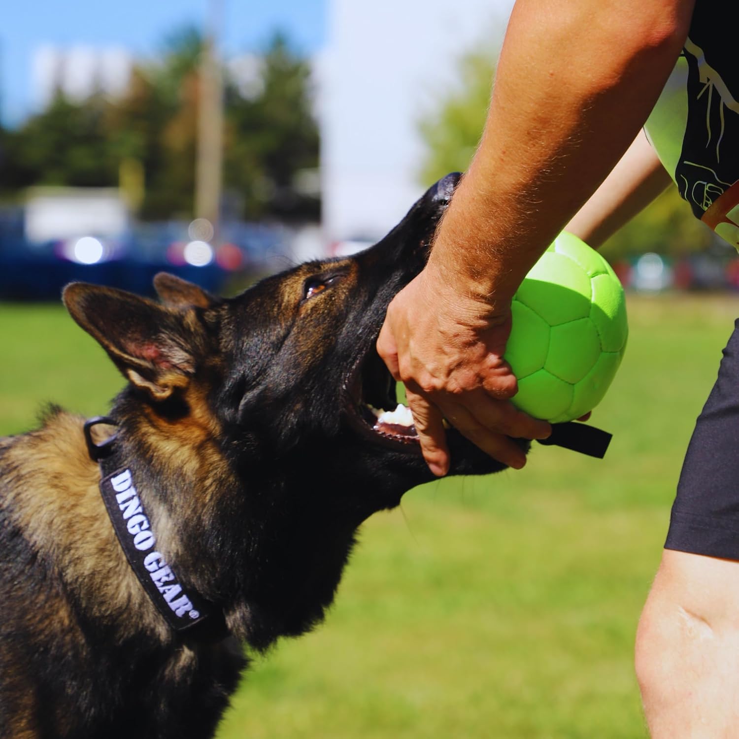Dingo Gear Ball mit Schlaufe gefüllt vollball aus Eco Leder Durchmesser von 18 cm Hundespielzeug Trainings Ball Hundetraining Spaß für Hund Grün Neon S02699 – Bild 5