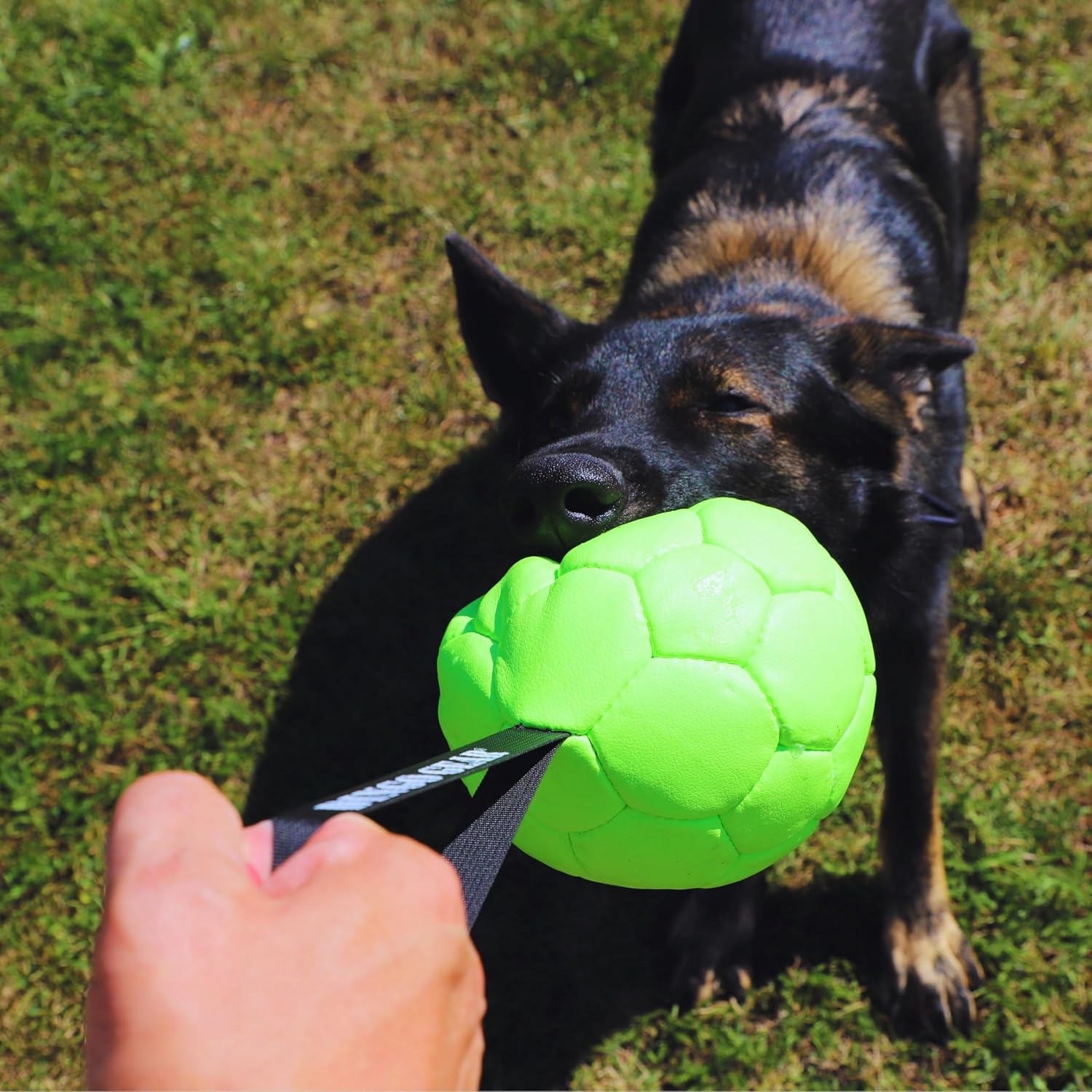 Dingo Gear Ball mit Schlaufe gefüllt vollball aus Eco Leder Durchmesser von 18 cm Hundespielzeug Trainings Ball Hundetraining Spaß für Hund Grün Neon S02699 – Bild 6