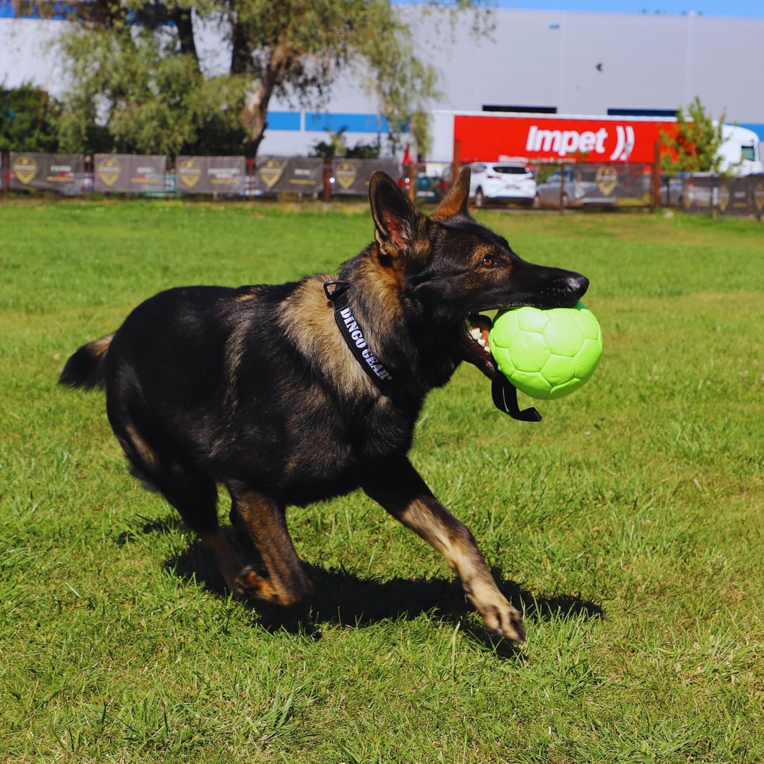 Dingo Gear Ball mit Schlaufe gefüllt vollball aus Eco Leder Durchmesser von 18 cm Hundespielzeug Trainings Ball Hundetraining Spaß für Hund Grün Neon S02699 – Bild 2